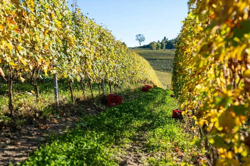 Monforte d'Alba: 7 glasses of Langhe with visit to Winery and Vineyards - The Sum Up