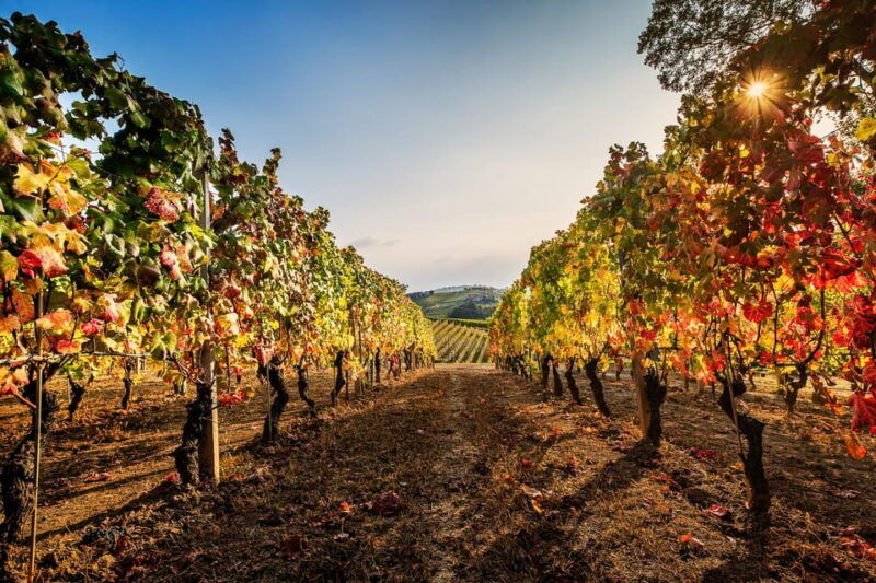 monforte-dalba-in-langhe-unforgettable-winery-tasting