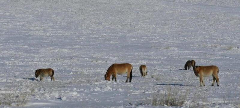 Mongolia: Hustai National Park - Key Points
