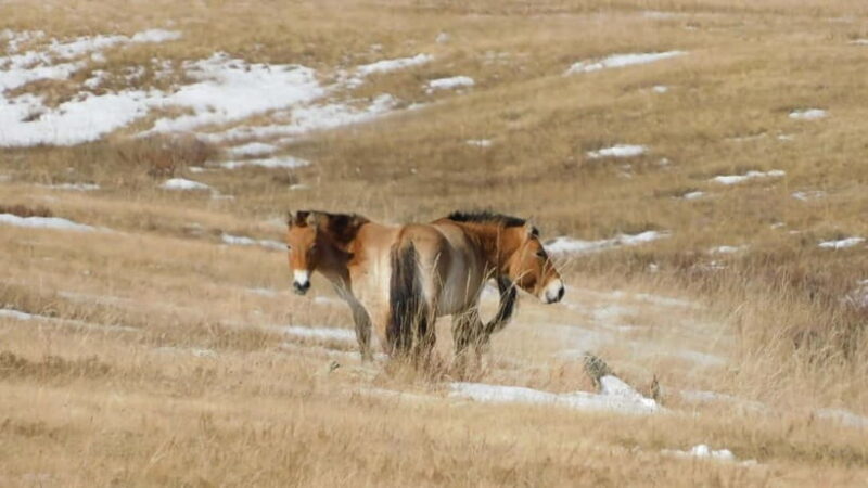 Mongolia: Hustai National Park - The Experience in Detail