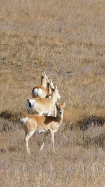 Mongolia: Hustai National Park - Who Will Love This Tour?