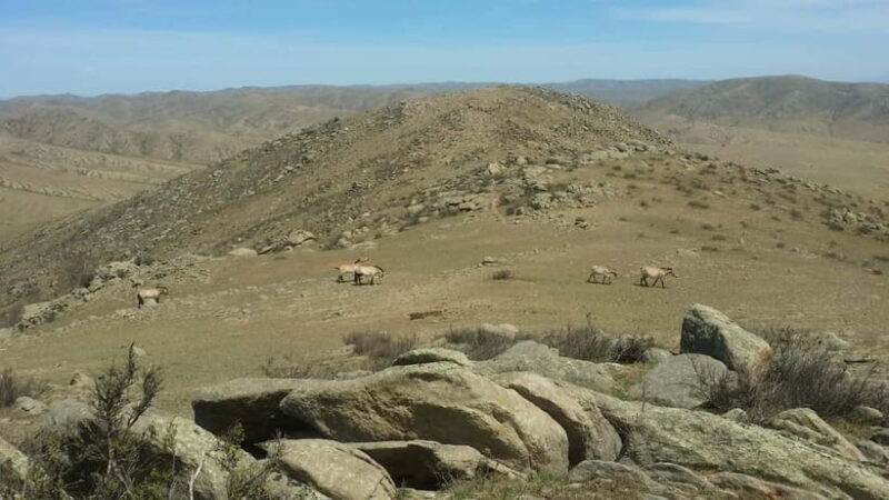 Mongolia: Mini Gobi, Orkhon, and Kharkhorin 4 Day Tour - Key Points