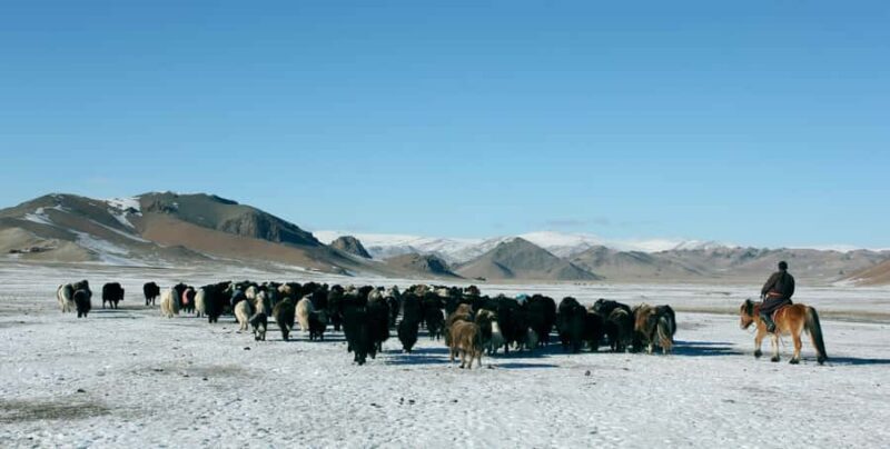 Mongolia: Overnight Nomadic Herders Experience - Key Points
