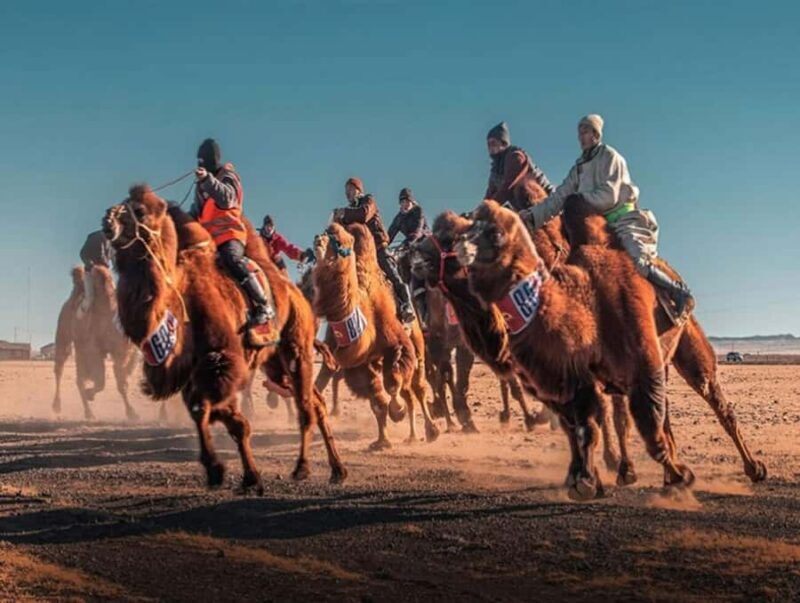 Mongolia: Thousand Camel Festival Tour 3 nights/4 days - An In-Depth Look at the Experience
