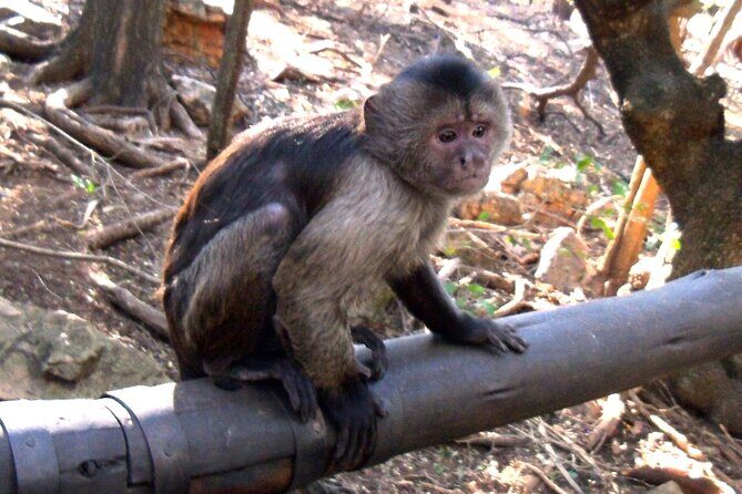 Monkey and Lemur Interaction + Wooden Bridge Forest Walk - Practical Details and Logistics