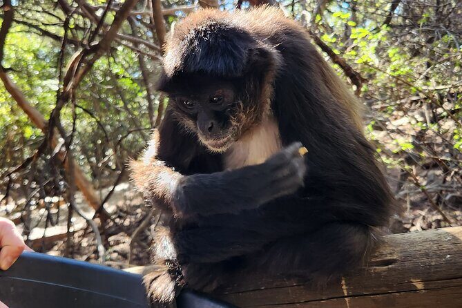 Monkey and Lemur Interaction + Wooden Bridge Forest Walk - Final Thoughts