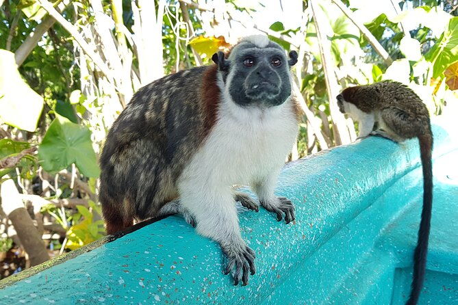 monkey-and-sloth-jungle-habitat-panama-tour
