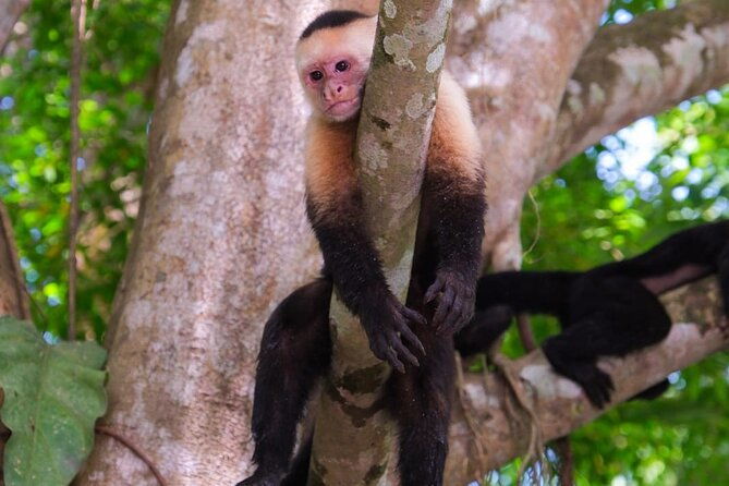 monkey-boat-tour-manuel-antonio