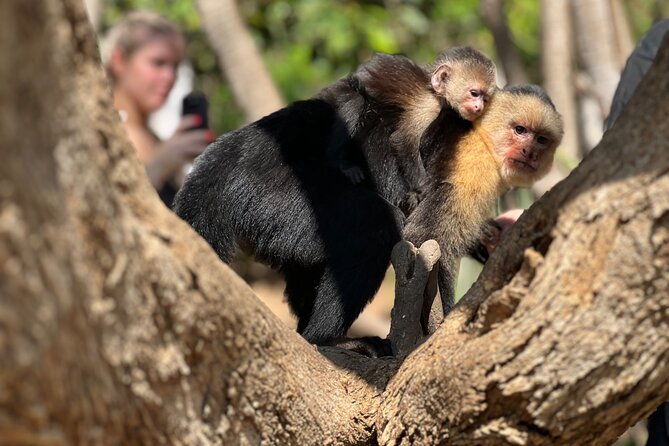 monkey-crocodile-sloths-beach-experience