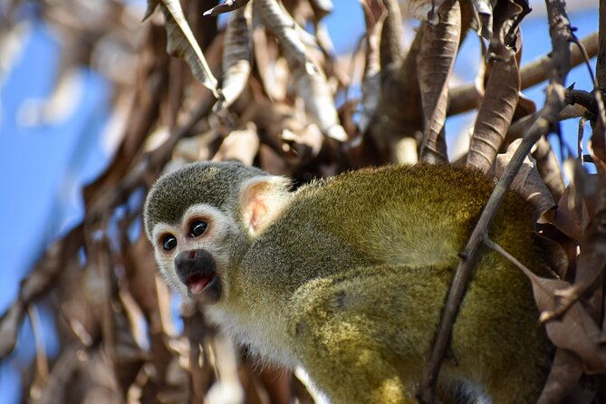 monkey-encounter-and-zip-line-tour-from-amber-cove-and-taino-bay