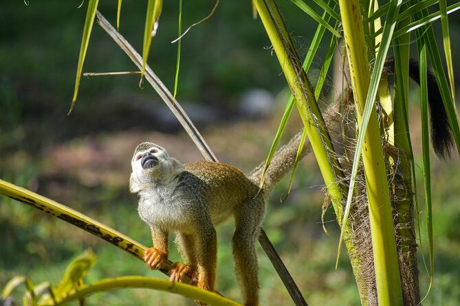 monkey-encounter-and-zip-line-tour-from-amber-cove-and-taino-bay