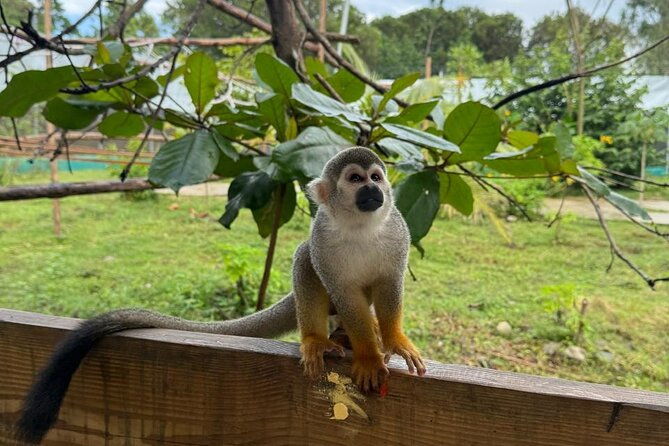 monkey-encounter-and-zip-line-tour-from-amber-cove-and-taino-bay