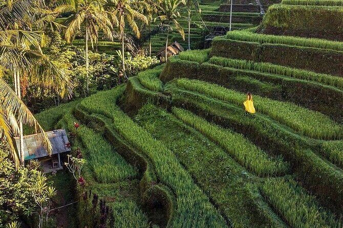 Monkey Forest, Holy Water Temple & Hot Springs Tours - Review Insights and Authentic Experiences