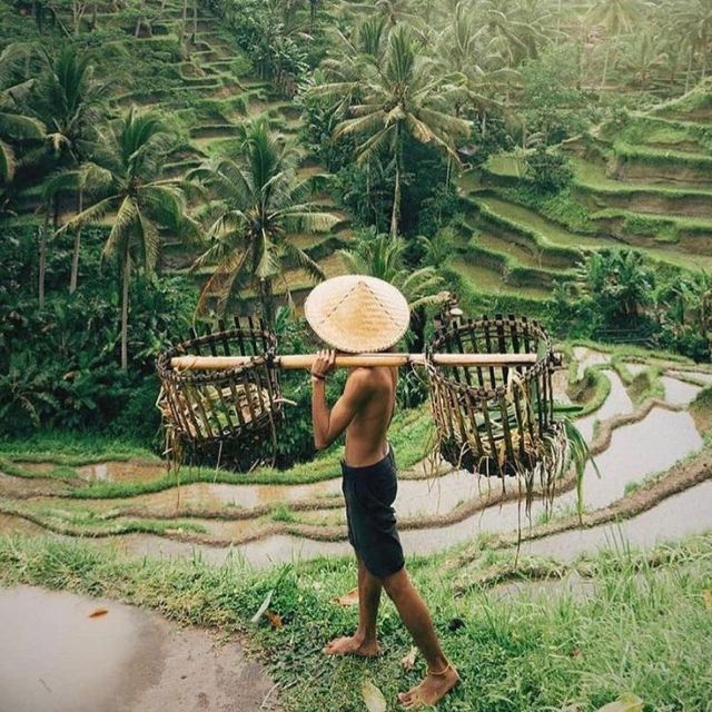 monkey-foresttemple-waterfall-rice-terrace-art-villages