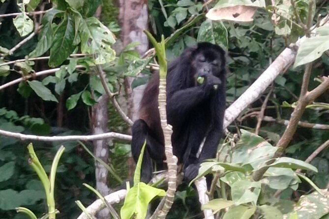 monkey-island-and-rainforest-tour