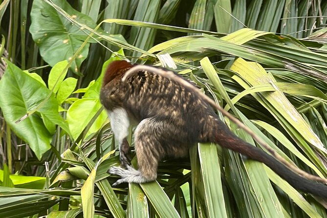 monkey-island-and-rainforest-tour