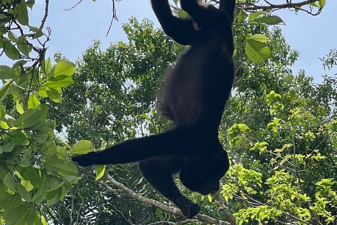 monkey-island-and-rainforest-tour