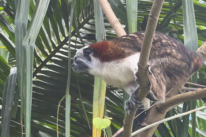 monkey-island-and-rainforest-tour