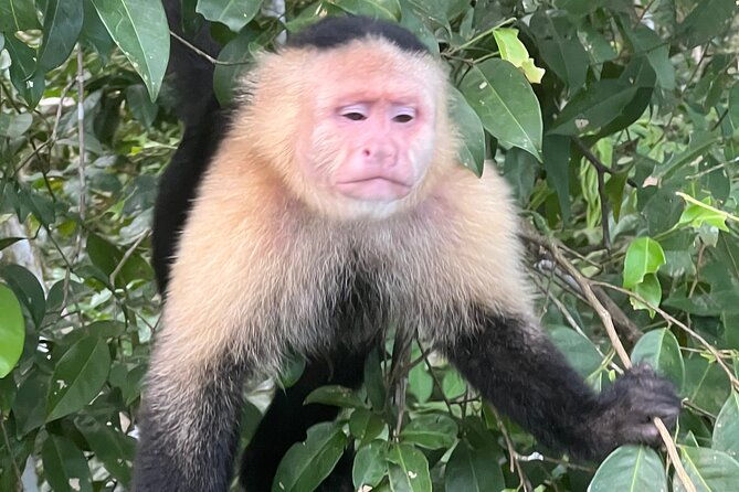 monkey-island-and-rainforest-tour