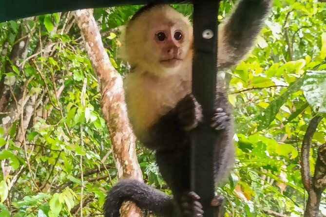 monkey-island-tour-from-riu-playa