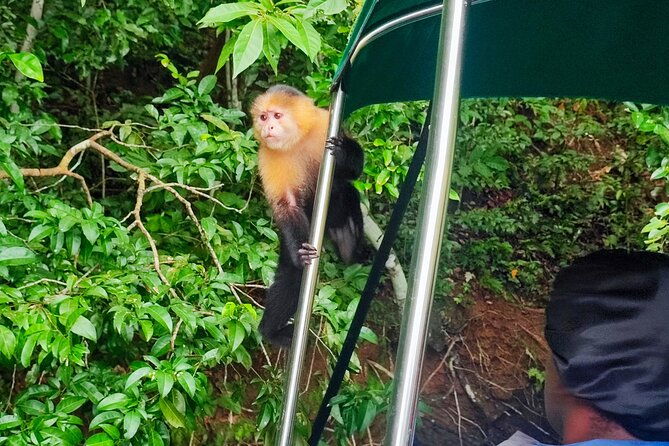 monkey-island-tour-from-riu-playa