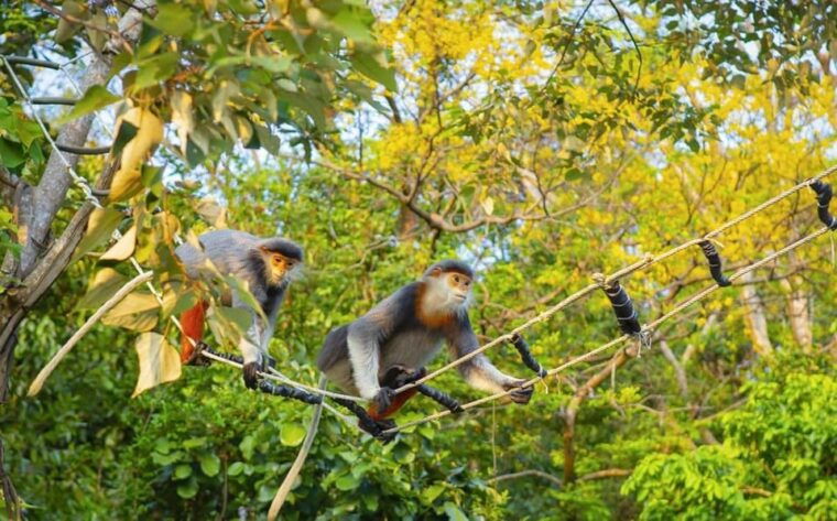 monkey-mountain-marble-mountain-basket-boat-hoi-an-city