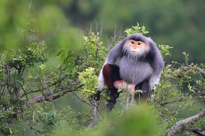 Monkey Mountain, Marble Mountains, Coconut Jungle and Hoi An City - FAQs: Practical Questions Answered