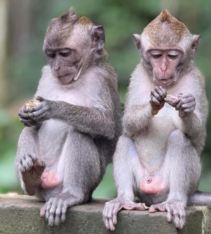 Monkey River, Ubud Market, Waterfall and Art Village - Key Points