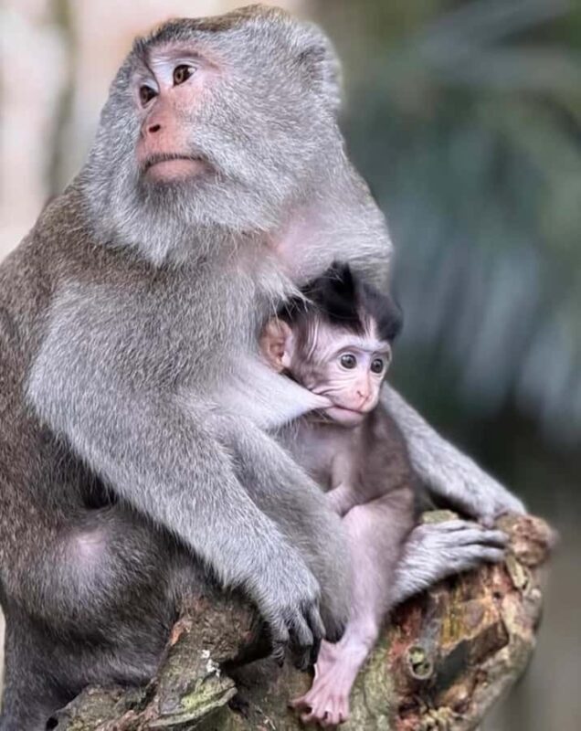 Monkey River, Ubud Market, Waterfall and Art Village - A Deep Dive into the Itinerary and Experience