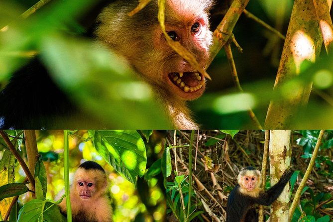 monkey-tour