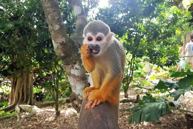 monkeyland-and-plantation-safari-from-la-romana
