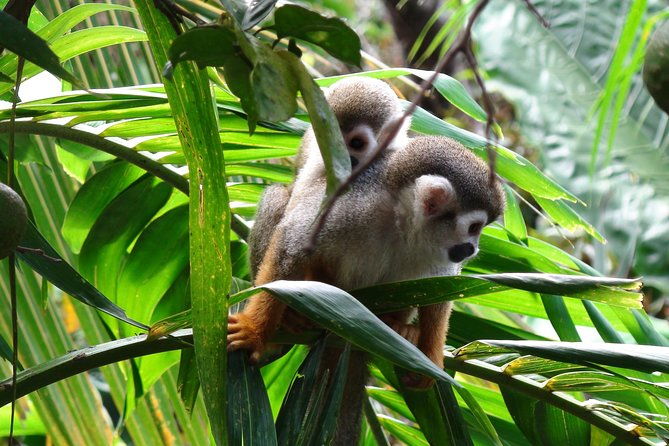 monkeyland-and-zipline-adventure-from-puerto-plata
