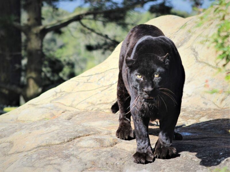 Monkeyland, Birds of Eden, Jukani - Animal Sanctuaries - A Closer Look at the Sanctuaries
