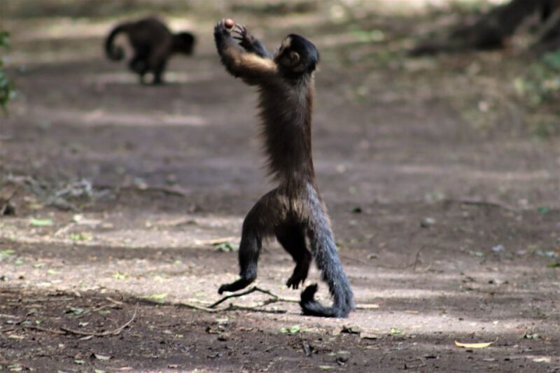 Monkeyland, Birds of Eden, Jukani - Animal Sanctuaries - Practical Tips for Visiting