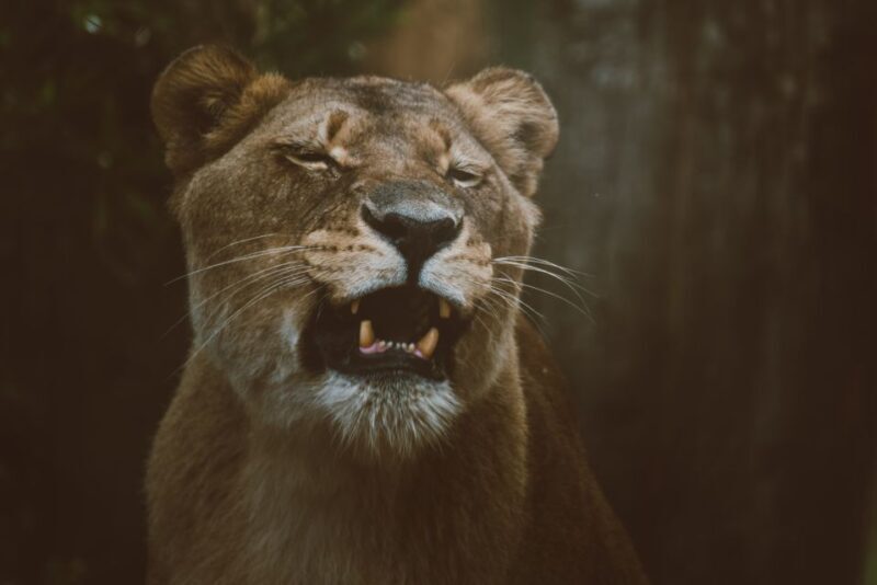 Monkeyland, Birds of Eden, Jukani - Animal Sanctuaries - Who Will Love This Experience?