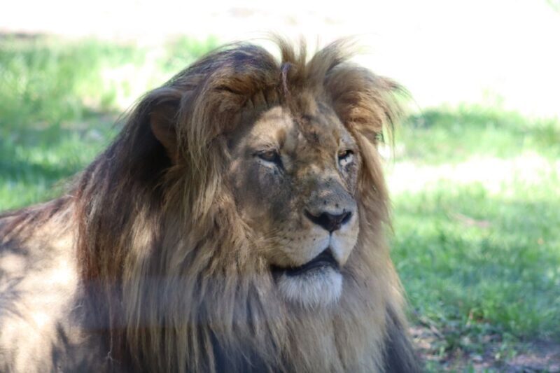 Monkeyland, Birds of Eden, Jukani - Animal Sanctuaries - FAQ