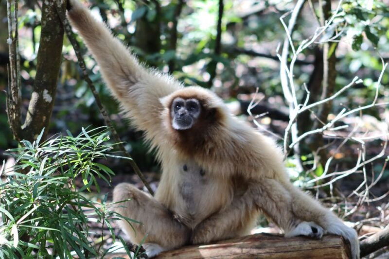 monkeyland-birds-of-eden-jukani-animal-sanctuaries