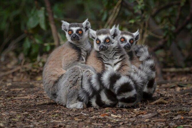 Monkeyland Guided Tour in Plettenberg Bay - Why This Tour Works Well