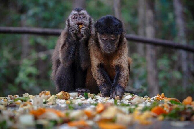 Monkeyland Guided Tour in Plettenberg Bay - Final Thoughts
