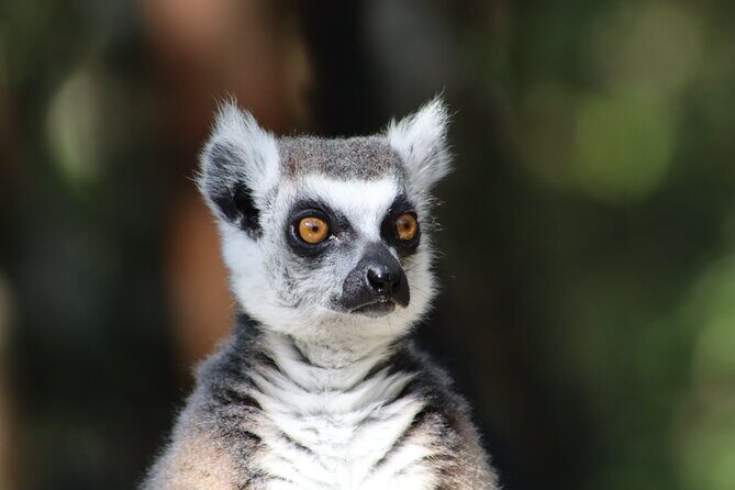Monkeyland Guided Tour in Plettenberg Bay - FAQ