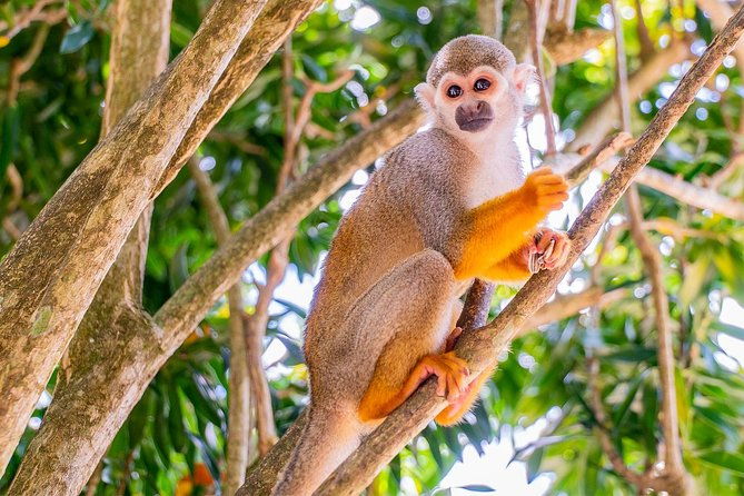 monkeyland-plantation-safari-full-day-from-juan-dolio
