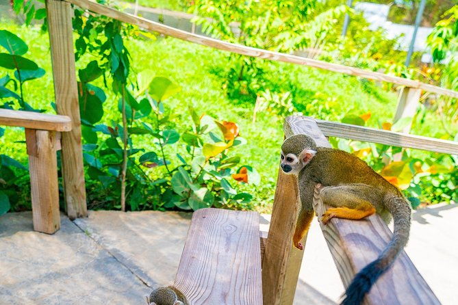 monkeyland-puerto-plata