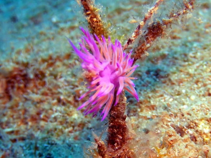 Mononaftis: Certified Scuba Diving - Introduction to the Mononaftis Scuba Experience