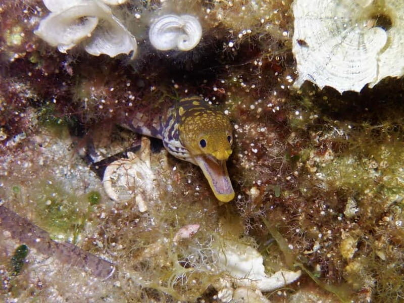 Mononaftis: Certified Scuba Diving - The Sum Up