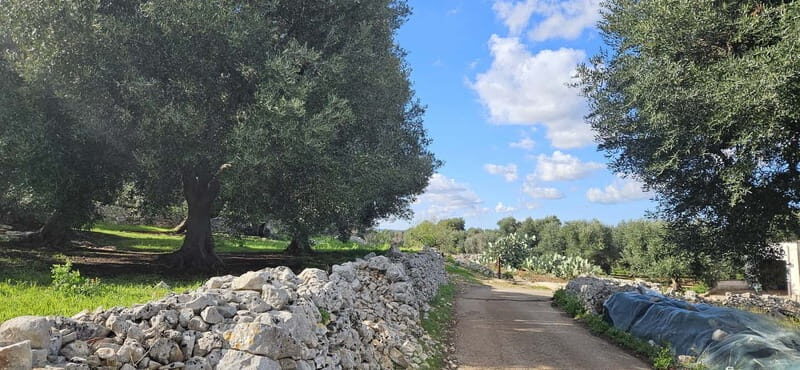 Monopoli: E-bike Ride with Olive Groves & Coastal View - Final Thoughts
