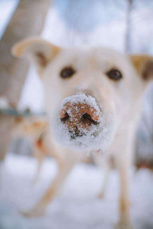 mont-tremblant-dogsledding-upper-laurentians