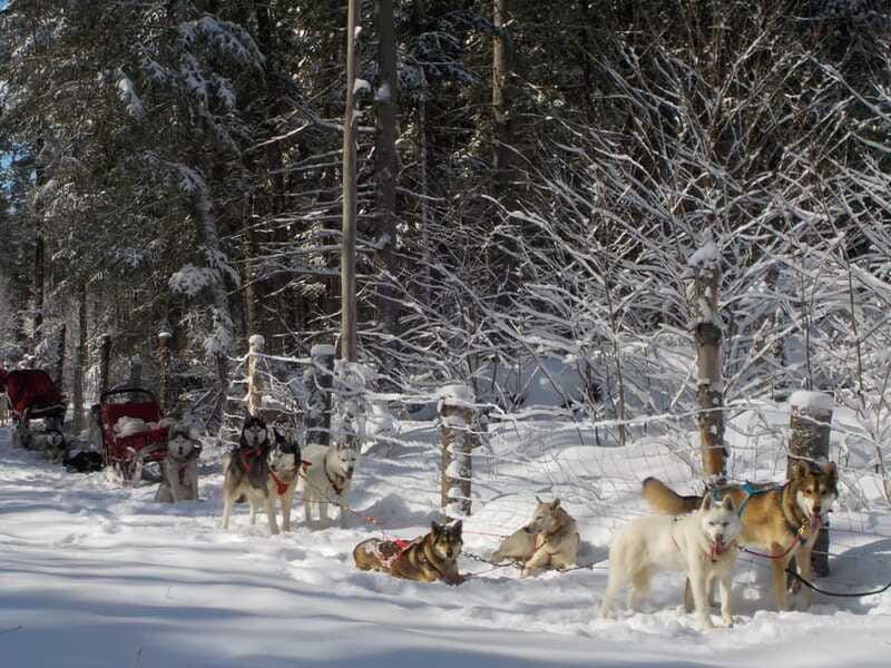 mont-tremblant-dogsledding-valley-adventure