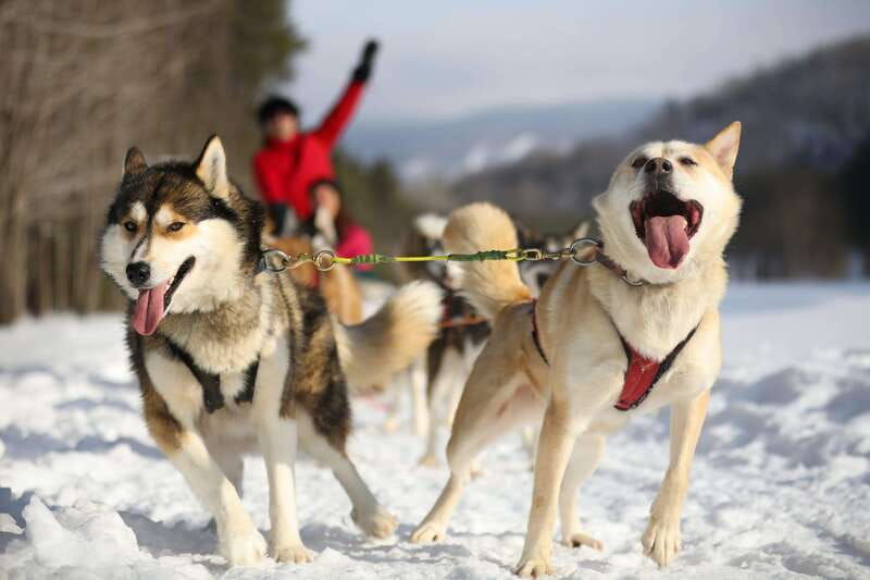mont-tremblant-guided-dogsledding-tour-with-hot-chocolate