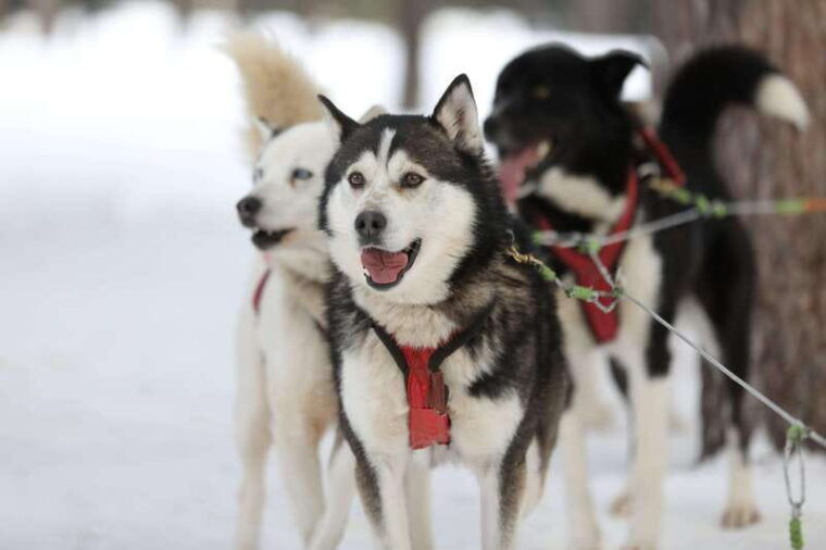 mont-tremblant-guided-dogsledding-tour-with-hot-chocolate