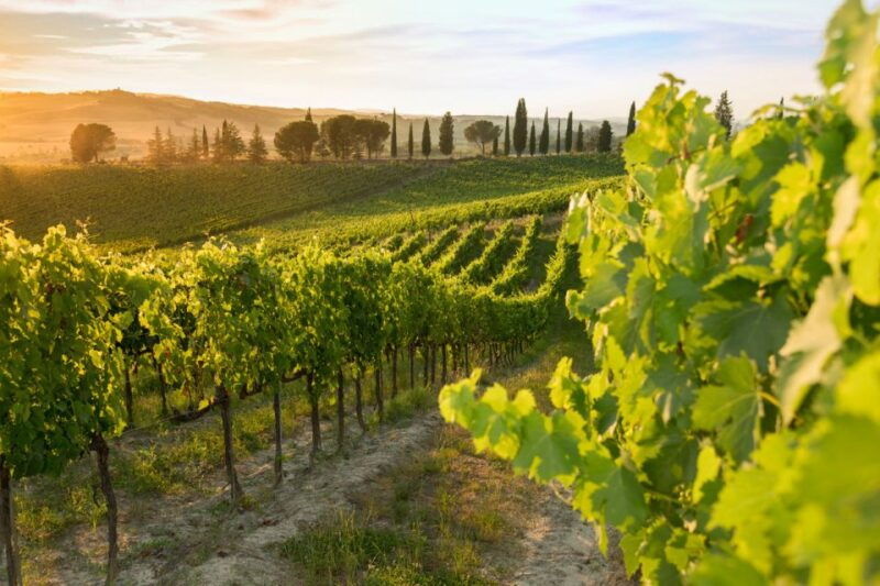 montalcino-brunello-wine-tasting-experience-2
